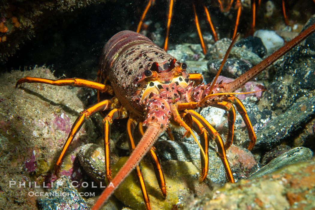 Spiny lobster, Panulirus interruptus, Catalina Island. California, USA, Panulirus interruptus, natural history stock photograph, photo id 40525