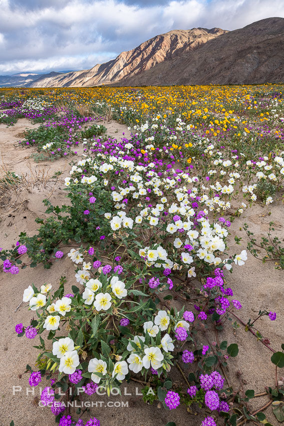 Spring Wildflowers Bloom in an Colorful Bouquet in Anza Borrego Desert State Park. Dune evening primrose (white) is mixed with sand verbena (purple) and desert sunflower (yellow) near Henderson Canyon Road, Spring 2024, Oenothera deltoides, Geraea canescens, Anza-Borrego Desert State Park, Borrego Springs, California