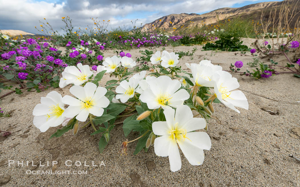 Spring Wildflowers Bloom in an Colorful Bouquet in Anza Borrego Desert State Park. Dune evening primrose (white) is mixed with sand verbena (purple) near Henderson Canyon Road, Spring 2024. Anza-Borrego Desert State Park, Borrego Springs, California, USA, Oenothera deltoides, natural history stock photograph, photo id 40306