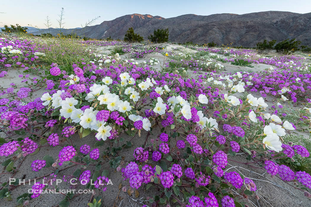 Spring Wildflowers Bloom in an Colorful Bouquet in Anza Borrego Desert State Park. Dune evening primrose (white) is mixed with sand verbena (purple) near Henderson Canyon Road, Spring 2024. Just before sunrise with flowers in shade. Anza-Borrego Desert State Park, Borrego Springs, California, USA, Oenothera deltoides, Abronia villosa, natural history stock photograph, photo id 40272