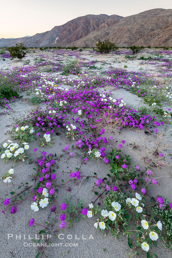 Spring Wildflowers Bloom in an Colorful Bouquet in Anza Borrego Desert State Park. Shaded lighting after sunset. Dune evening primrose (white) is mixed with sand verbena (purple) near Henderson Canyon Road, Spring 2024. Anza-Borrego Desert State Park, Borrego Springs, California, USA, Abronia villosa, natural history stock photograph, photo id 40275