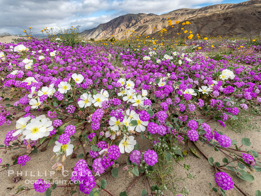 Spring Wildflowers Bloom in an Colorful Bouquet in Anza Borrego Desert State Park. Dune evening primrose (white) is mixed with sand verbena (purple) near Henderson Canyon Road, Spring 2024, Abronia villosa, Anza-Borrego Desert State Park, Borrego Springs, California