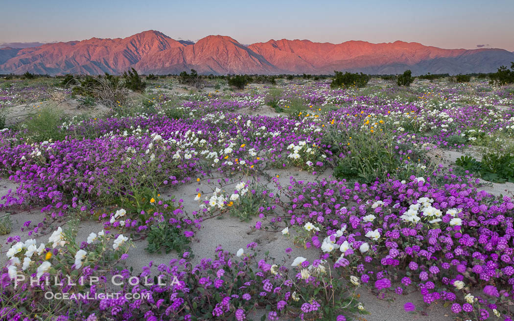 Spring Wildflowers Bloom in an Colorful Bouquet in Anza Borrego Desert State Park. Dune evening primrose (white) is mixed with sand verbena (purple) near Henderson Canyon Road, Spring 2024. Anza-Borrego Desert State Park, Borrego Springs, California, USA, Abronia villosa, natural history stock photograph, photo id 40303