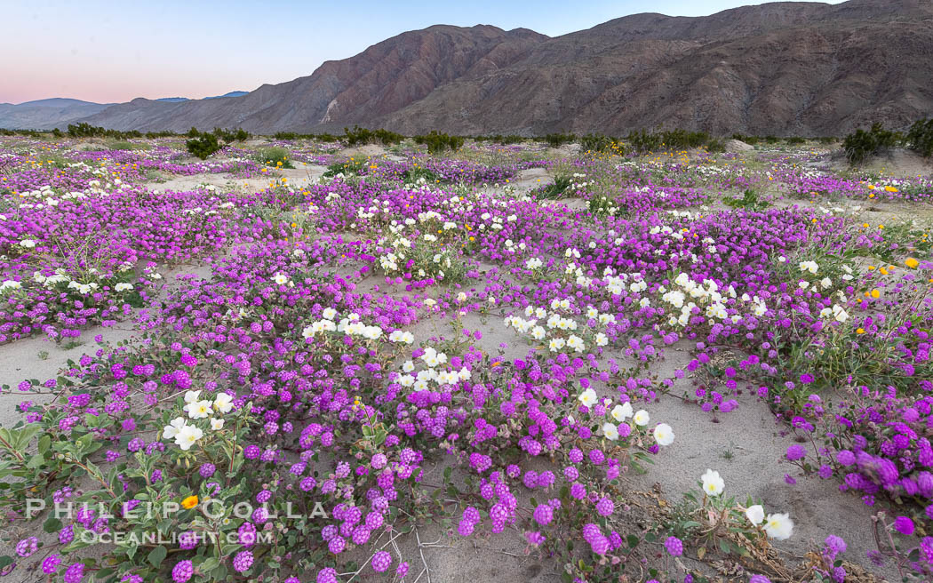 Spring Wildflowers Bloom in an Colorful Bouquet in Anza Borrego Desert State Park. Dune evening primrose (white) is mixed with sand verbena (purple) near Henderson Canyon Road, Spring 2024. Anza-Borrego Desert State Park, Borrego Springs, California, USA, Abronia villosa, natural history stock photograph, photo id 40307