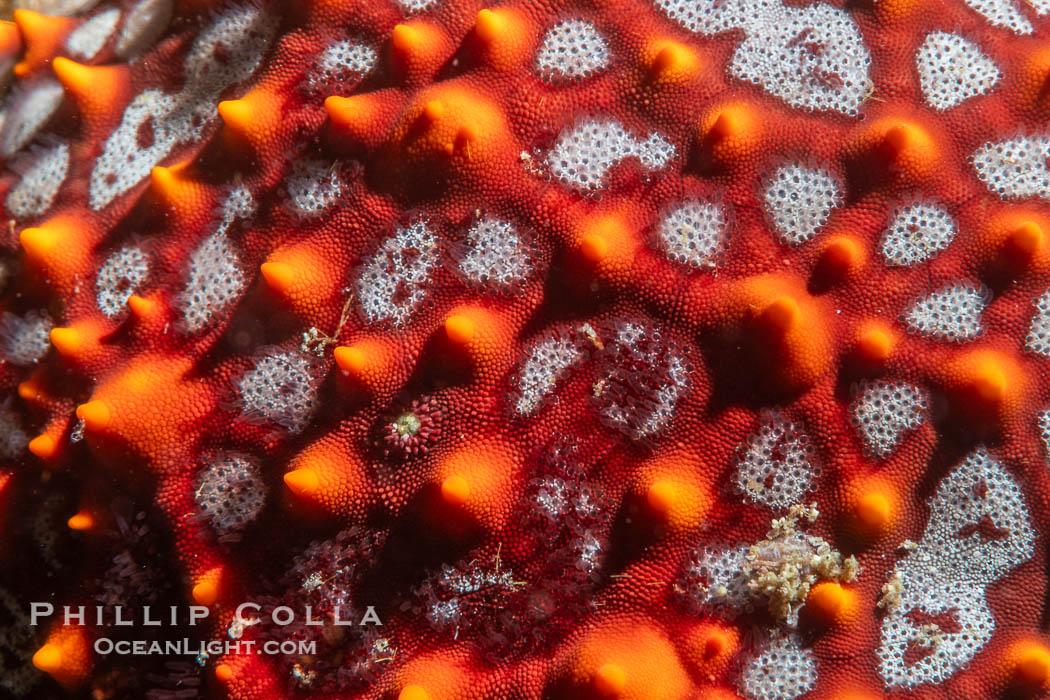 Starfish Sea Star Detail, Sea of Cortez, Mexico. Isla Angel de la Guarda, Baja California, natural history stock photograph, photo id 40330