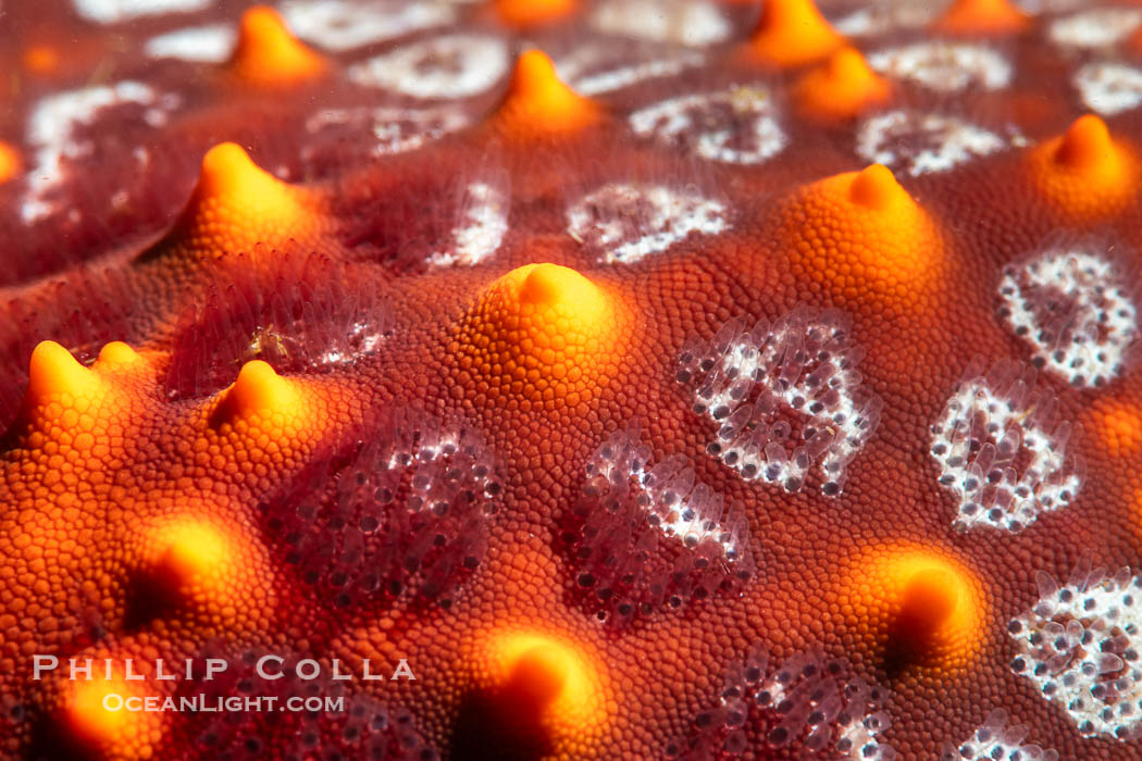 Starfish Sea Star Detail, Sea of Cortez, Mexico. Isla Angel de la Guarda, Baja California, natural history stock photograph, photo id 40332