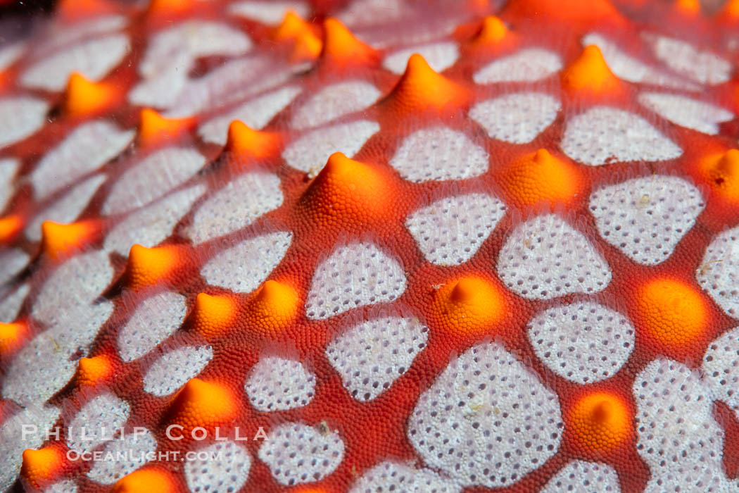 Starfish Sea Star Detail, Sea of Cortez, Mexico. Isla Angel de la Guarda, Baja California, natural history stock photograph, photo id 40331