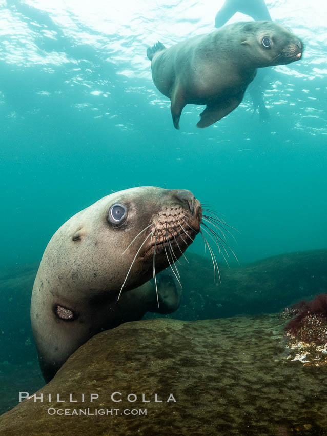 Steller sea lions underwater, Norris Rocks, Hornby Island, British Columbia, Canada., Eumetopias jubatus, natural history stock photograph, photo id 36112