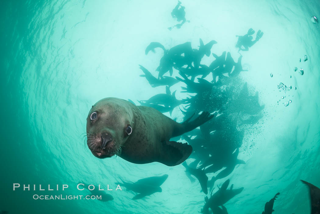 Steller sea lions underwater, Norris Rocks, Hornby Island, British Columbia, Canada., Eumetopias jubatus, natural history stock photograph, photo id 32776