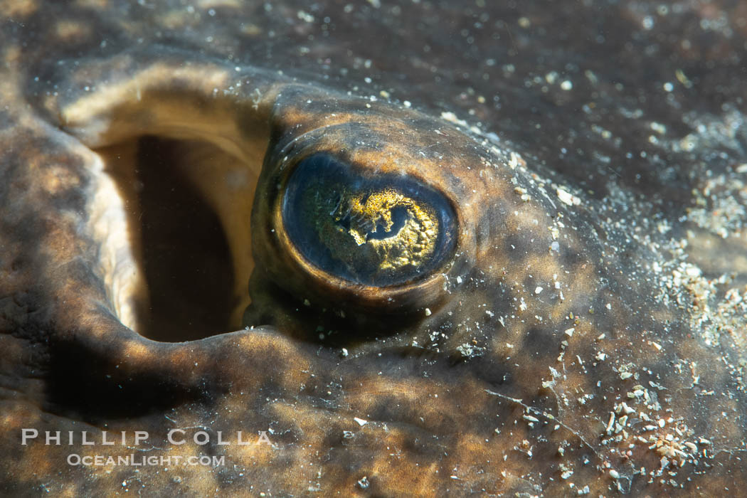 Stingray Eye Detail, Isla de la Guarda, Sea of Cortez. Isla Angel de la Guarda, Baja California, Mexico, natural history stock photograph, photo id 40319