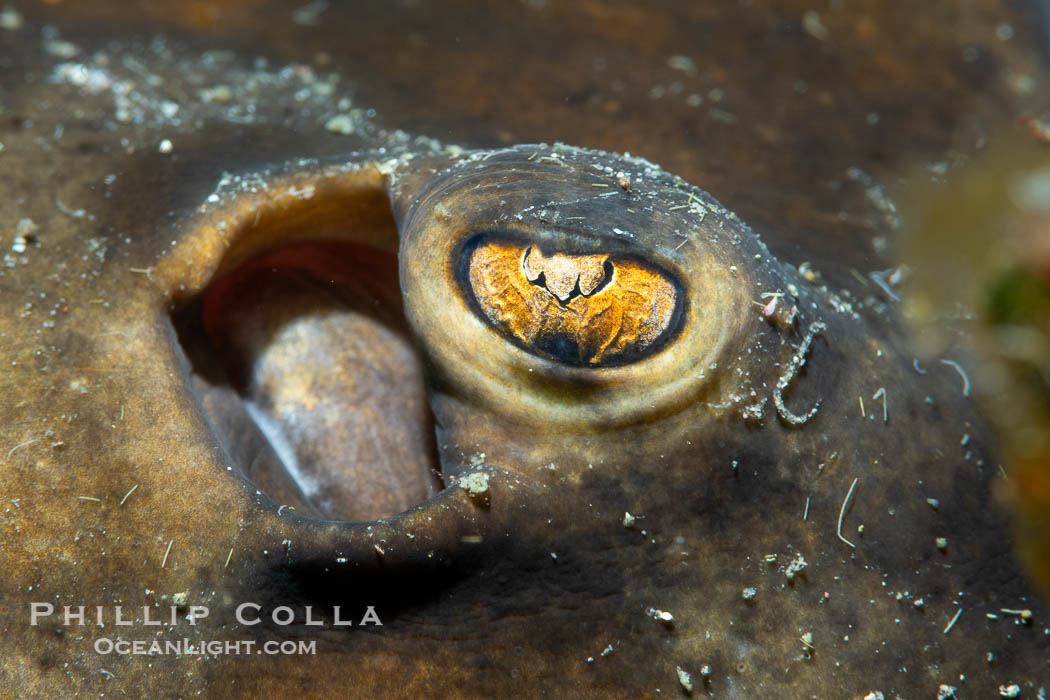 Stingray Eye Detail, Isla de la Guarda, Sea of Cortez. Isla Angel de la Guarda, Baja California, Mexico, natural history stock photograph, photo id 40353