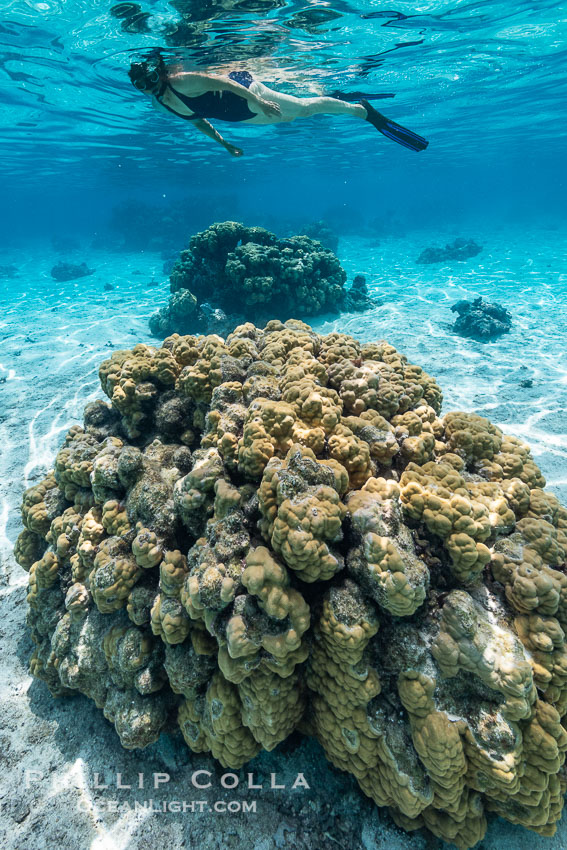 Swimmer over coral head in warm clear waters of Moorea lagoon, French Polynesia. France, natural history stock photograph, photo id 40670