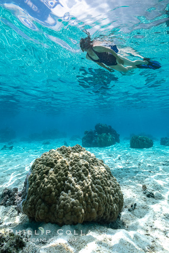 Swimmer over coral head in warm clear waters of Moorea lagoon, French Polynesia. France, natural history stock photograph, photo id 40669