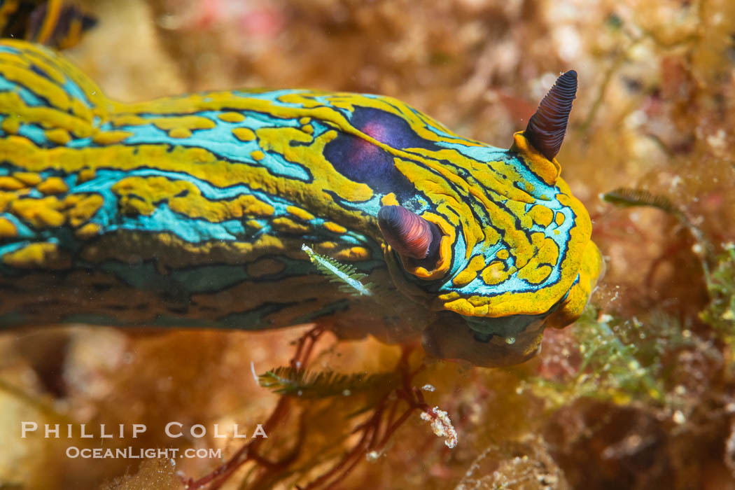 Tambja abdere nudibranch, Sea of Cortez, Mexico. Isla Angel de la Guarda, Baja California, Tambja abdere, natural history stock photograph, photo id 40355