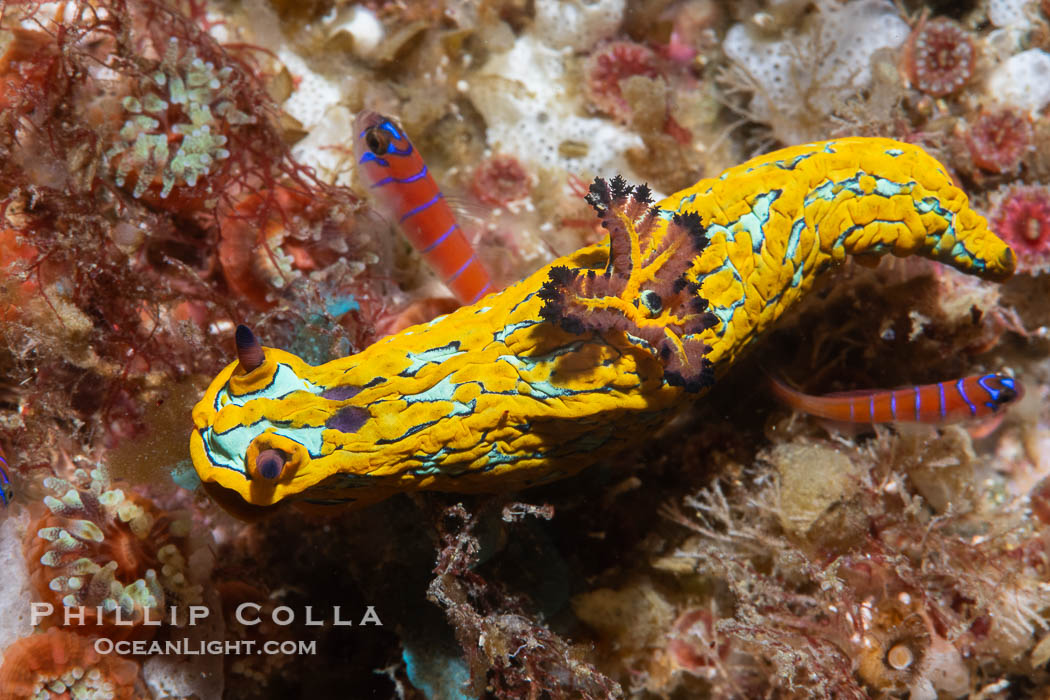 Tambja abdere nudibranch, Sea of Cortez, Mexico, Tambja abdere, Isla Angel de la Guarda, Baja California