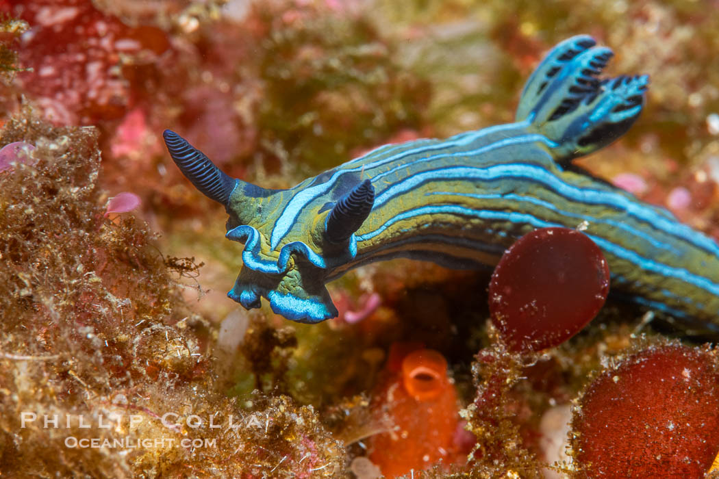 Tambja eliora nudibranch, Sea of Cortez, Mexico. Isla Angel de la Guarda, Baja California, Tambja eliora, natural history stock photograph, photo id 40362