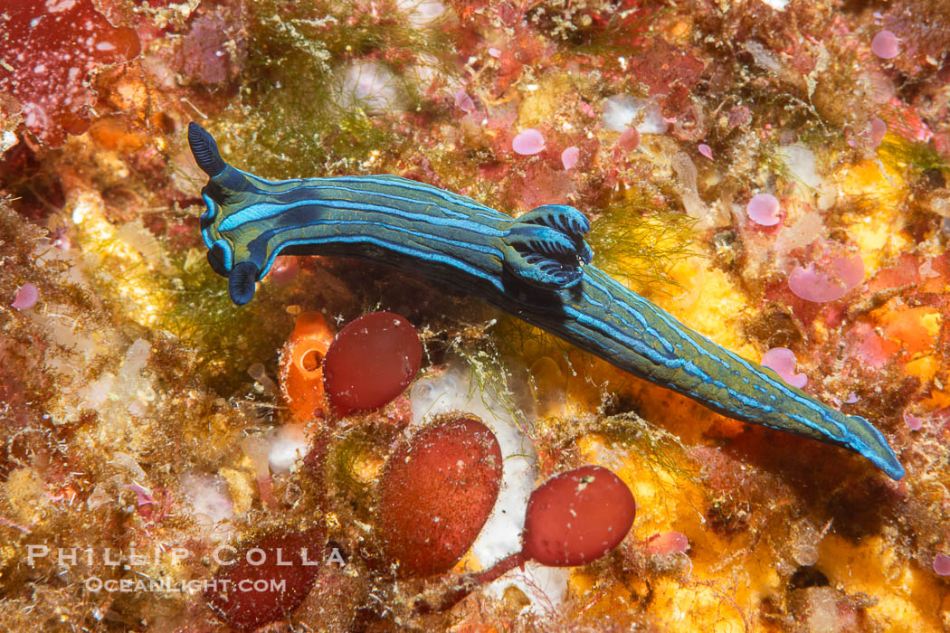 Tambja eliora nudibranch, Sea of Cortez, Mexico. Isla Angel de la Guarda, Baja California, Tambja eliora, natural history stock photograph, photo id 40360