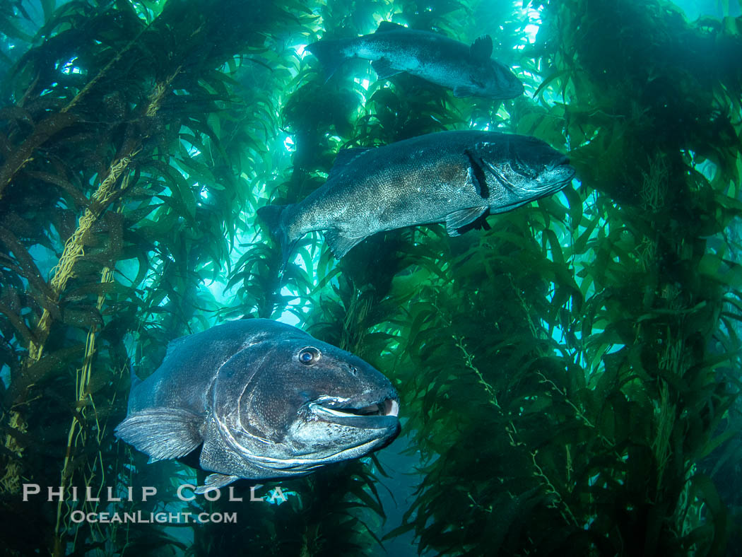 Three Giant Black Sea Bass in a Courtship Posture, Hovering One Above the Other in Kelp at Catalina Island. In summer months, black seabass gather in kelp forests in California to form mating aggregations.  Courtship behaviors include circling of pairs of giant sea bass, production of booming sounds by presumed males, and nudging of females by males in what is though to be an effort to encourage spawning. USA, Stereolepis gigas, natural history stock photograph, photo id 39434