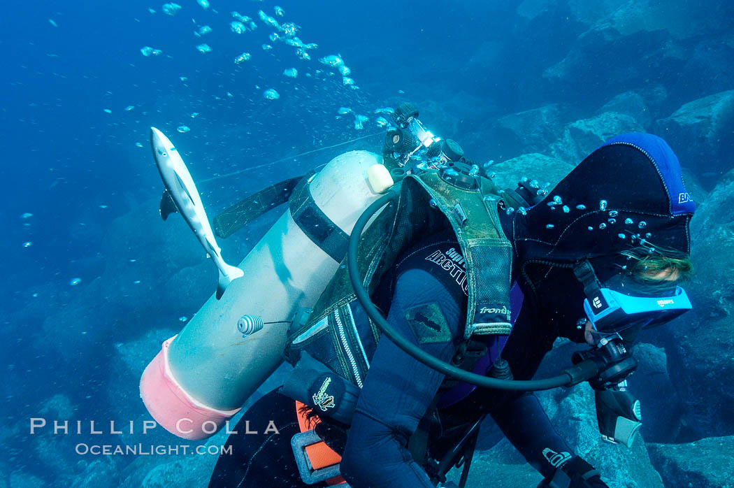 A tiny shark chases a frightened diver through the water. Guadalupe Island (Isla Guadalupe), Baja California, Mexico, natural history stock photograph, photo id 09722