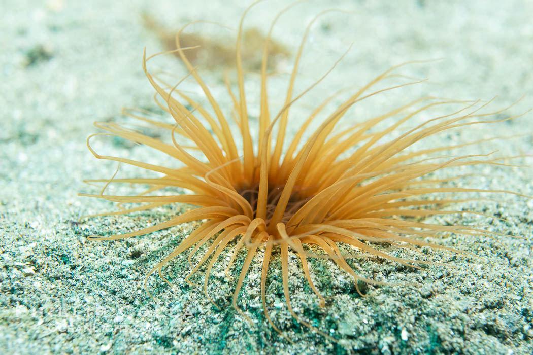 Tube anemone, Pachycerianthus fimbriatus, Catalina Island. California, USA, Pachycerianthus fimbriatus, natural history stock photograph, photo id 40532