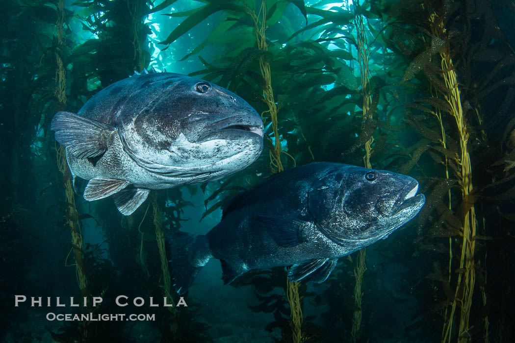 Two Giant Black Sea Bass in a Courtship Posture, in Kelp at Catalina Island. In summer months, black seabass gather in kelp forests in California to form mating aggregations.  Courtship behaviors include circling of pairs of giant sea bass, production of booming sounds by presumed males, and nudging of females by males in what is though to be an effort to encourage spawning. USA, Stereolepis gigas, natural history stock photograph, photo id 39432