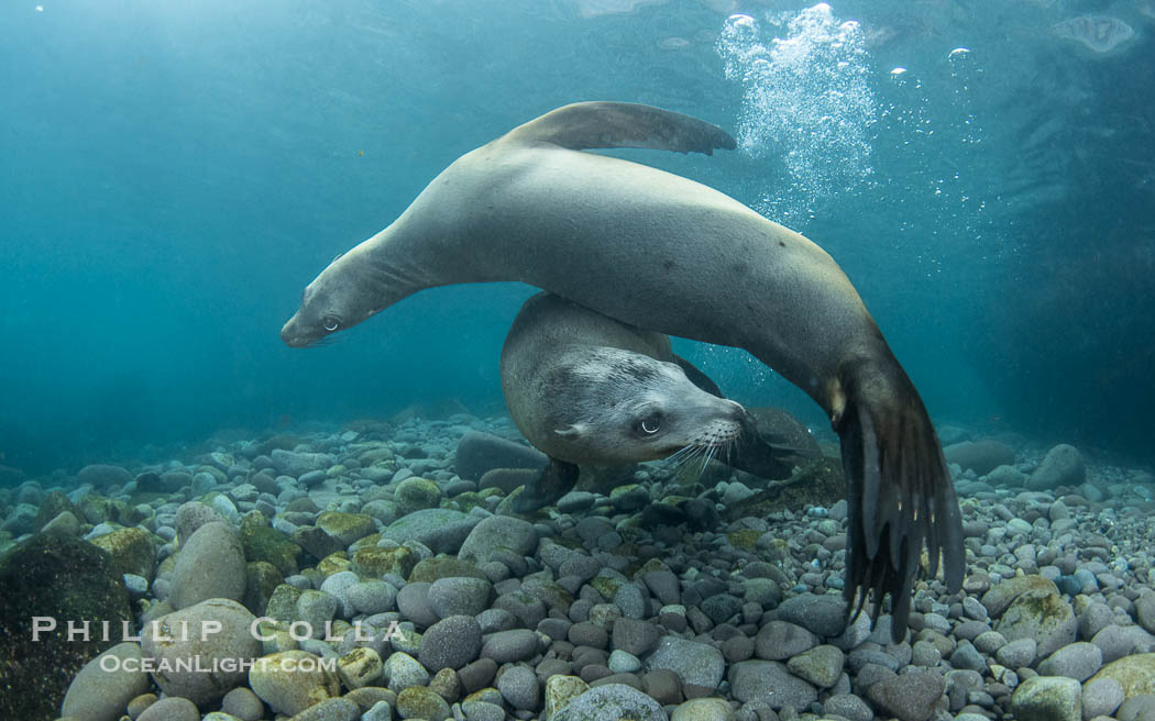 Two male California sea lions mock joust and fight underwater, not yet full grown, they are learning how to contend with one another when they become bulls and gather their own harems of females. Coronado Islands near San Diego, Baja California, Mexico, Zalophus californianus, Coronado Islands (Islas Coronado)