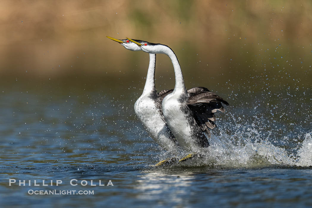 Two Rushing Western Grebes Walk on Water. Grebe rushing, a courtship behavior, happens when the birds slap the lake surface up to 20 times per second, literally running across the water, Aechmophorus occidentalis, Lake Wohlford, Escondido, California Two Rushing Western Grebes Walk on Water. Grebe rushing, a courtship behavior, happens when the birds slap the lake surface up to 20 times per second, literally running across the water, Aechmophorus occidentalis, Lake Wohlford, Escondido, California