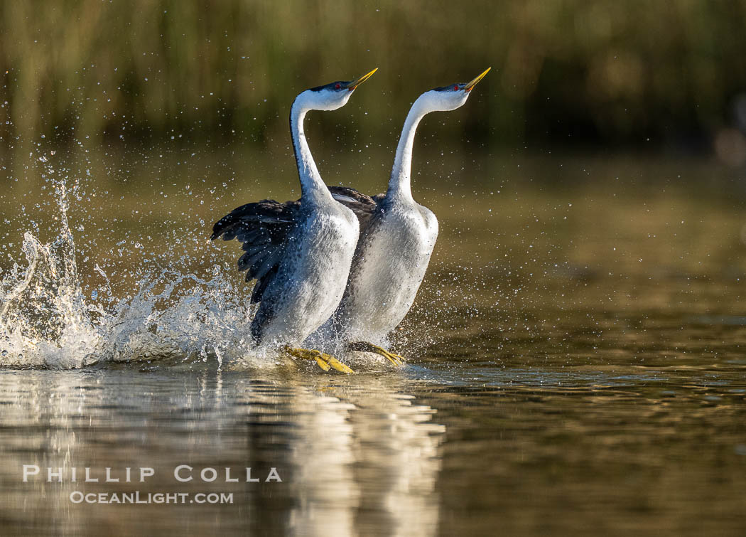 Two Rushing Western Grebes Walk on Water. Grebe rushing, a courtship behavior, happens when the birds slap the lake surface up to 20 times per second, literally running across the water, Aechmophorus occidentalis, Lake Wohlford, Escondido, California Two Rushing Western Grebes Walk on Water. Grebe rushing, a courtship behavior, happens when the birds slap the lake surface up to 20 times per second, literally running across the water, Aechmophorus occidentalis, Lake Wohlford, Escondido, California