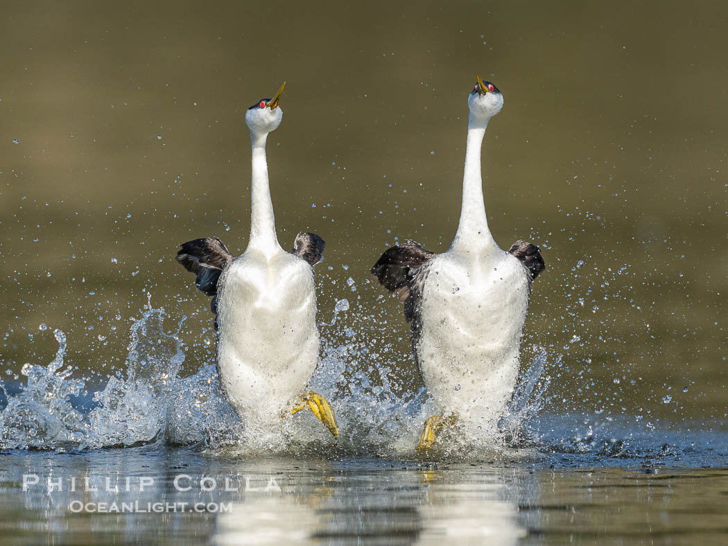 Two Western Grebes in a Spectacular Rush Across the Surface of Lake Wohlford. Rushing is a courtship behavior among grebes and requires the aquatic birds to step as rapidly as 20 beats per second to walk across water in this way. Simply amazing, Aechmophorus occidentalis, Escondido, California