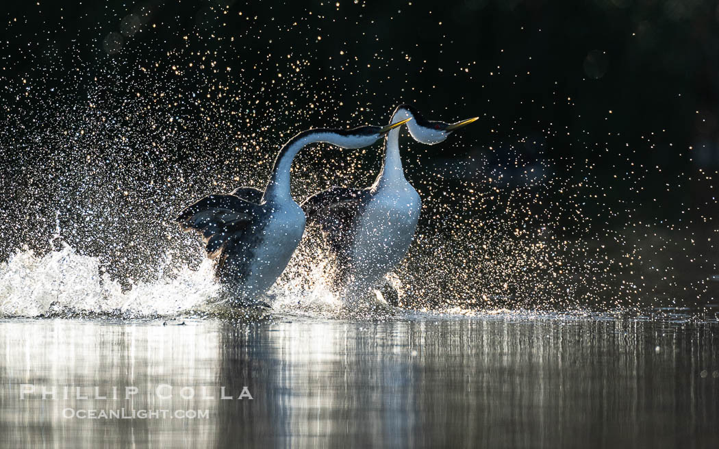 Two Western Grebes Walk on Water, Rushing, Backlit by the Rising Sun. Grebe rushing, a courtship behavior, happens when the birds slap the lake surface up to 20 times per second, literally running across the water, Aechmophorus occidentalis, Lake Wohlford, Escondido, California