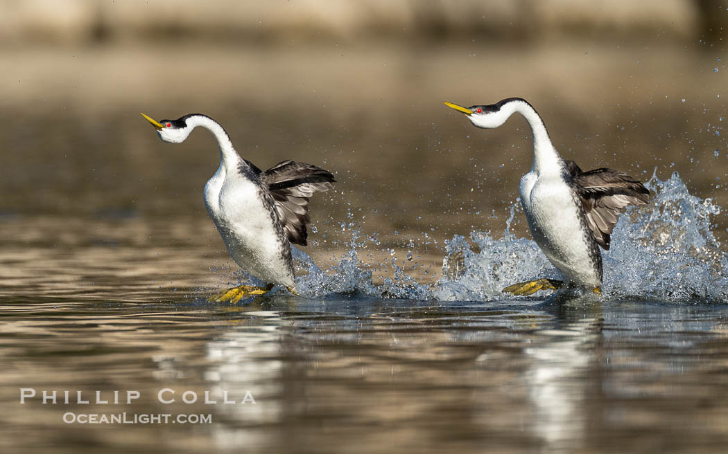 Two Western Grebes Walk on Water. Grebe rushing, a courtship behavior, happens when the birds slap the lake surface up to 20 times per second, literally running across the water, Aechmophorus occidentalis, Lake Wohlford, Escondido, California