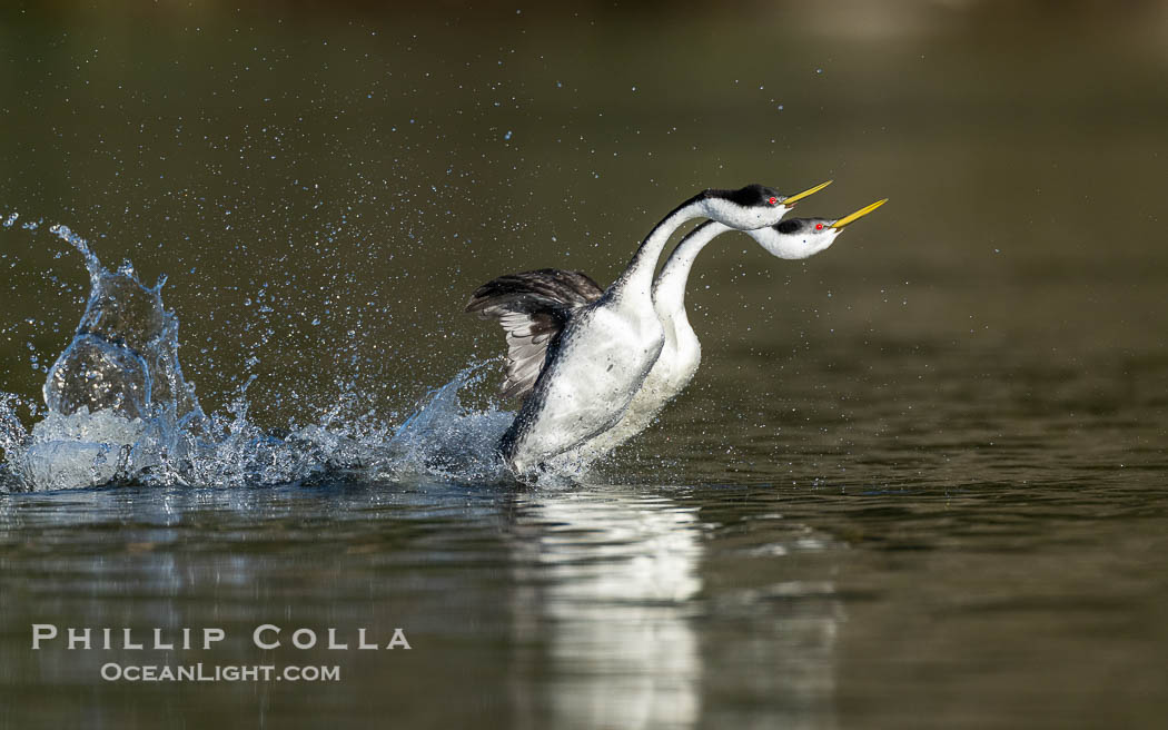 Two Western Grebes Walk on Water. Grebe rushing, a courtship behavior, happens when the birds slap the lake surface up to 20 times per second, literally running across the water, Aechmophorus occidentalis, Lake Wohlford, Escondido, California