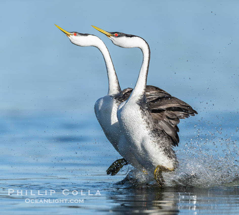 Two Western Grebes Walk on Water. Grebe rushing, a courtship behavior, happens when the birds slap the lake surface up to 20 times per second, literally running across the water, Aechmophorus occidentalis, Lake Wohlford, Escondido, California