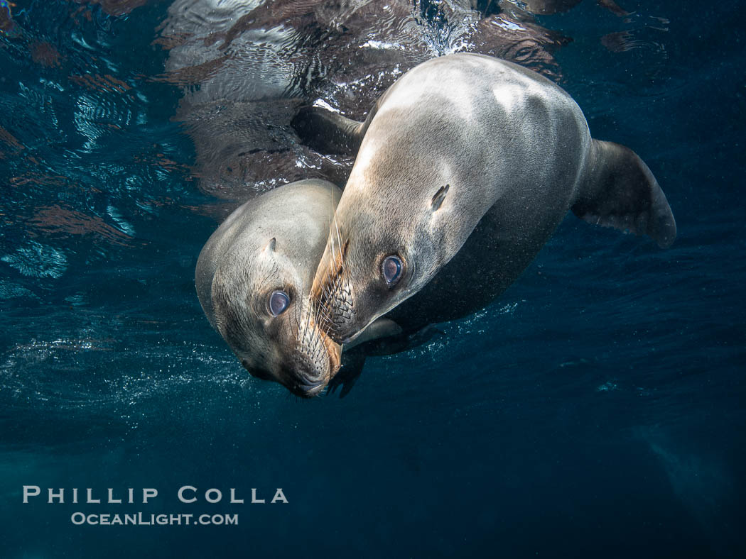 Two Young California Sea Lions at Play Underwater in the Coronado Islands, Mexico. Coronado Islands (Islas Coronado), Baja California, Zalophus californianus, natural history stock photograph, photo id 39961