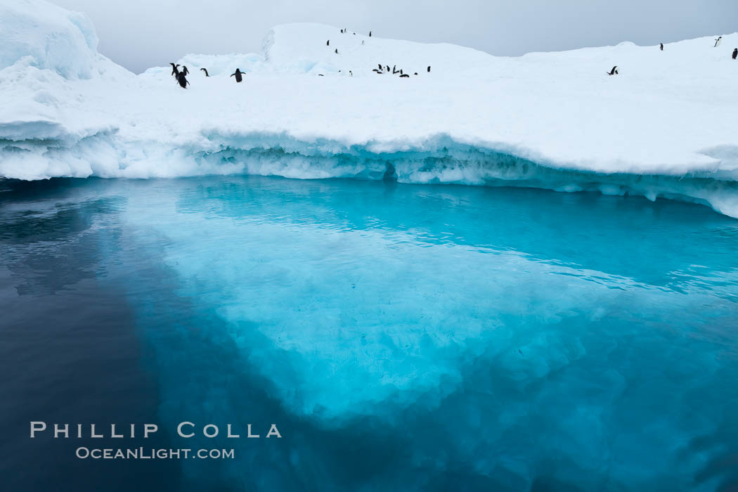 The underwater edge of an iceberg, with a few Adelie penguins on it. Brown Bluff, Antarctic Peninsula, Antarctica, natural history stock photograph, photo id 24781