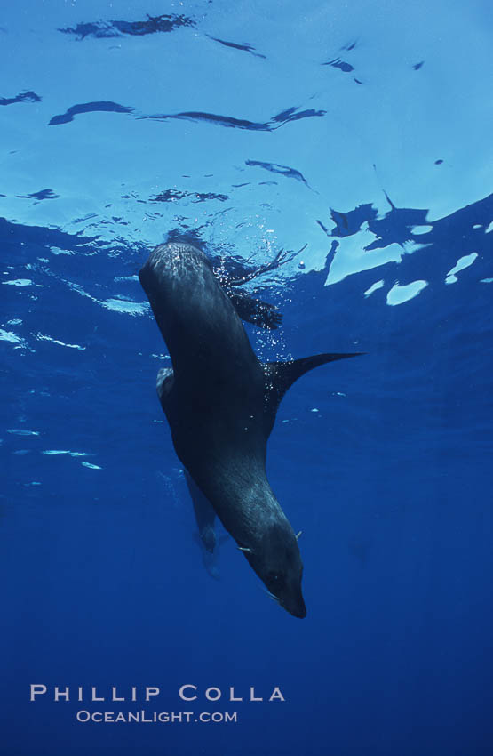 Guadalupe fur seal. Guadalupe Island (Isla Guadalupe), Baja California, Mexico, Arctocephalus townsendi, natural history stock photograph, photo id 06166