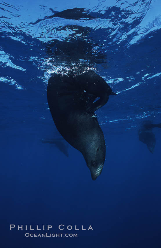 Guadalupe fur seal. Guadalupe Island (Isla Guadalupe), Baja California, Mexico, Arctocephalus townsendi, natural history stock photograph, photo id 06174