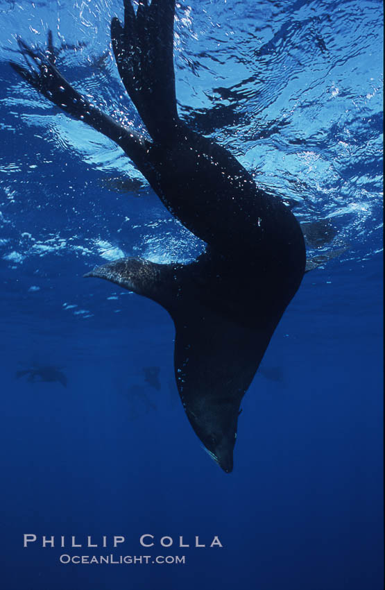 Guadalupe fur seal. Guadalupe Island (Isla Guadalupe), Baja California, Mexico, Arctocephalus townsendi, natural history stock photograph, photo id 06172