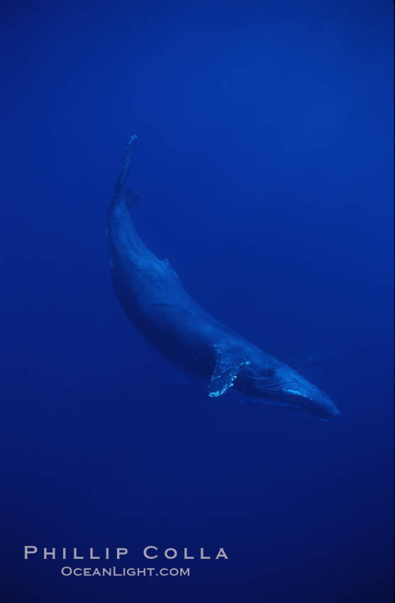 Humpback whale. Maui, Hawaii, USA, Megaptera novaeangliae, natural history stock photograph, photo id 04504