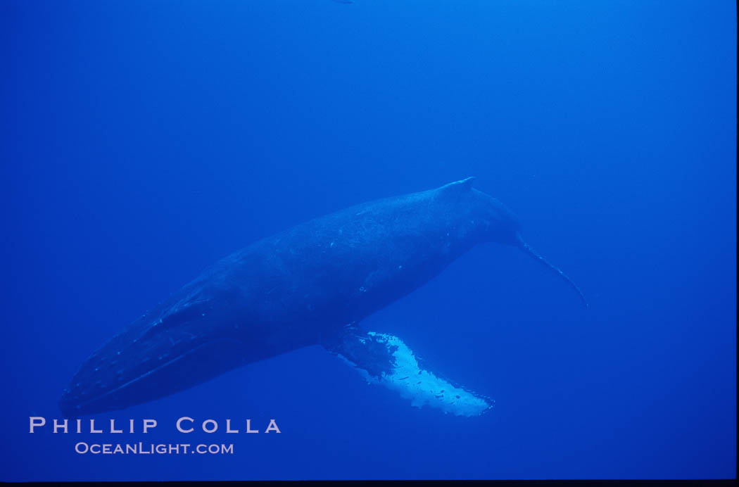 Humpback whale. Maui, Hawaii, USA, Megaptera novaeangliae, natural history stock photograph, photo id 04519