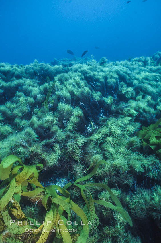 Underwater seascape, Guadalupe Island, Mexico. Guadalupe Island (Isla Guadalupe), Baja California, natural history stock photograph, photo id 36182