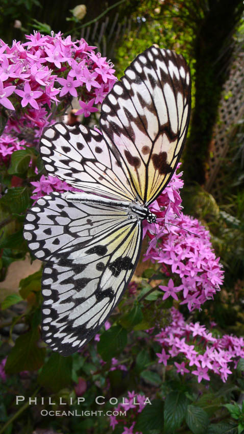 Unidentified butterfly, Butterfly World, Coombs, Vancouver Island. British Columbia, Canada, natural history stock photograph, photo id 21191