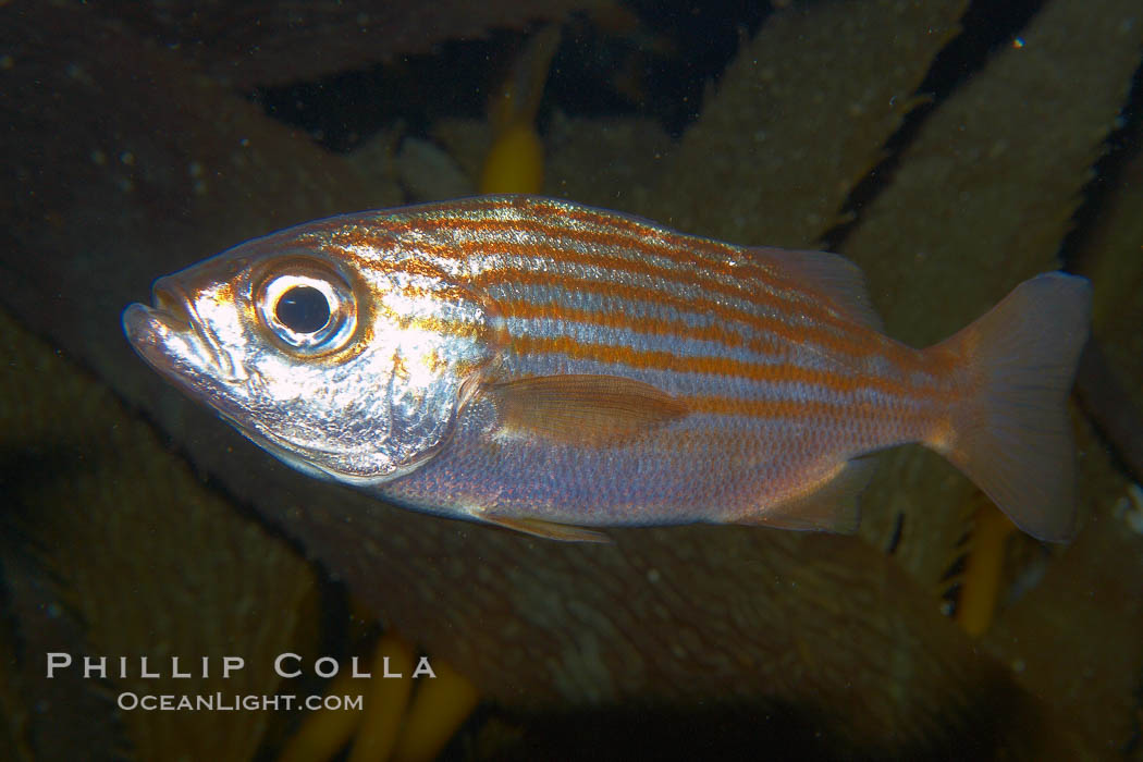 Unidentified fish., natural history stock photograph, photo id 21532