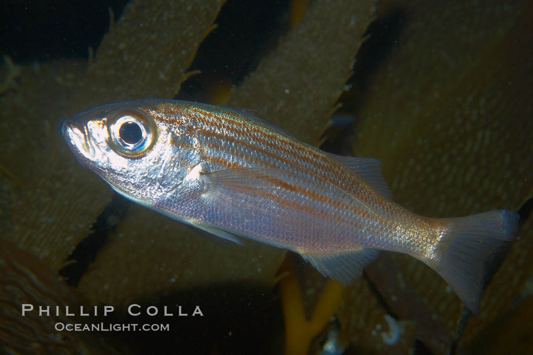 Unidentified fish., natural history stock photograph, photo id 21551