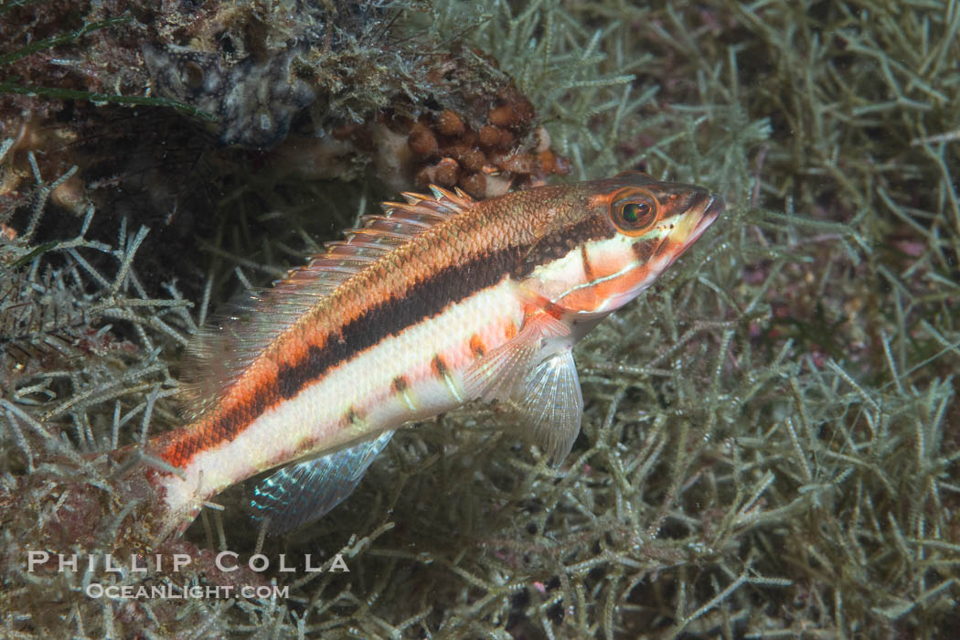 Unidentified Reef Fish, Sea of Cortez, Mexico. Isla Angel de la Guarda, Baja California, natural history stock photograph, photo id 40320