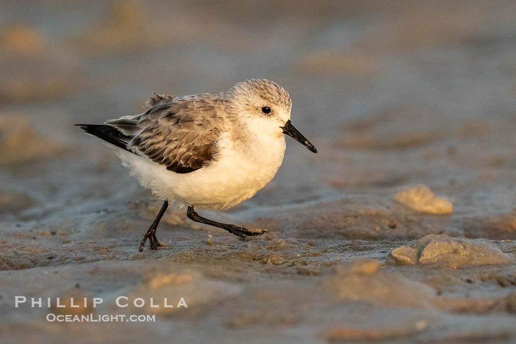 Unidentified Shorebird, Fort De Soto, Florida, Fort De Soto Park, St. Petersburg