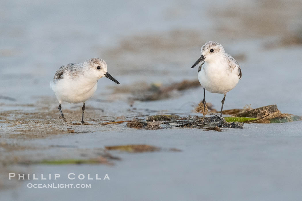 Unidentified Shorebird, Fort De Soto, Florida. Fort De Soto Park, St. Petersburg, USA, natural history stock photograph, photo id 40569