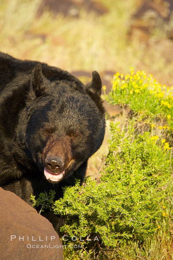 American black bear, adult male., Ursus americanus, natural history stock photograph, photo id 12255