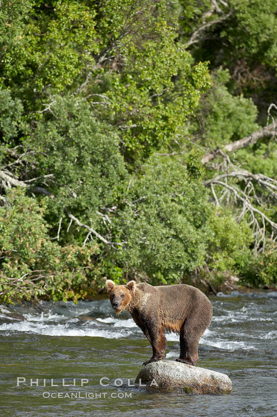 Brown bear (grizzly bear). Brooks River, Katmai National Park, Alaska, USA, Ursus arctos, natural history stock photograph, photo id 17178