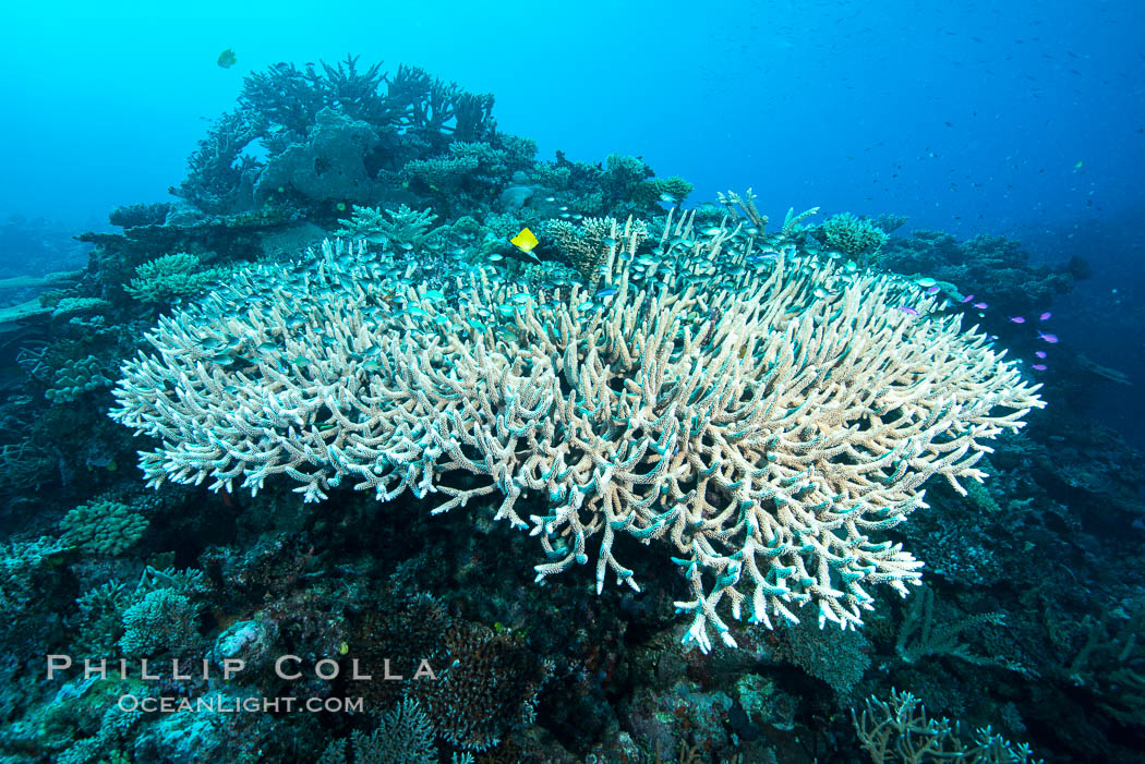 Staghorn coral on pristine Fijian coral reef, Acropora palifera
